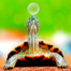 Turtle Scalper Pro